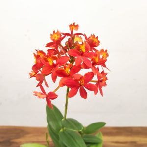 Epidendrum Radicans