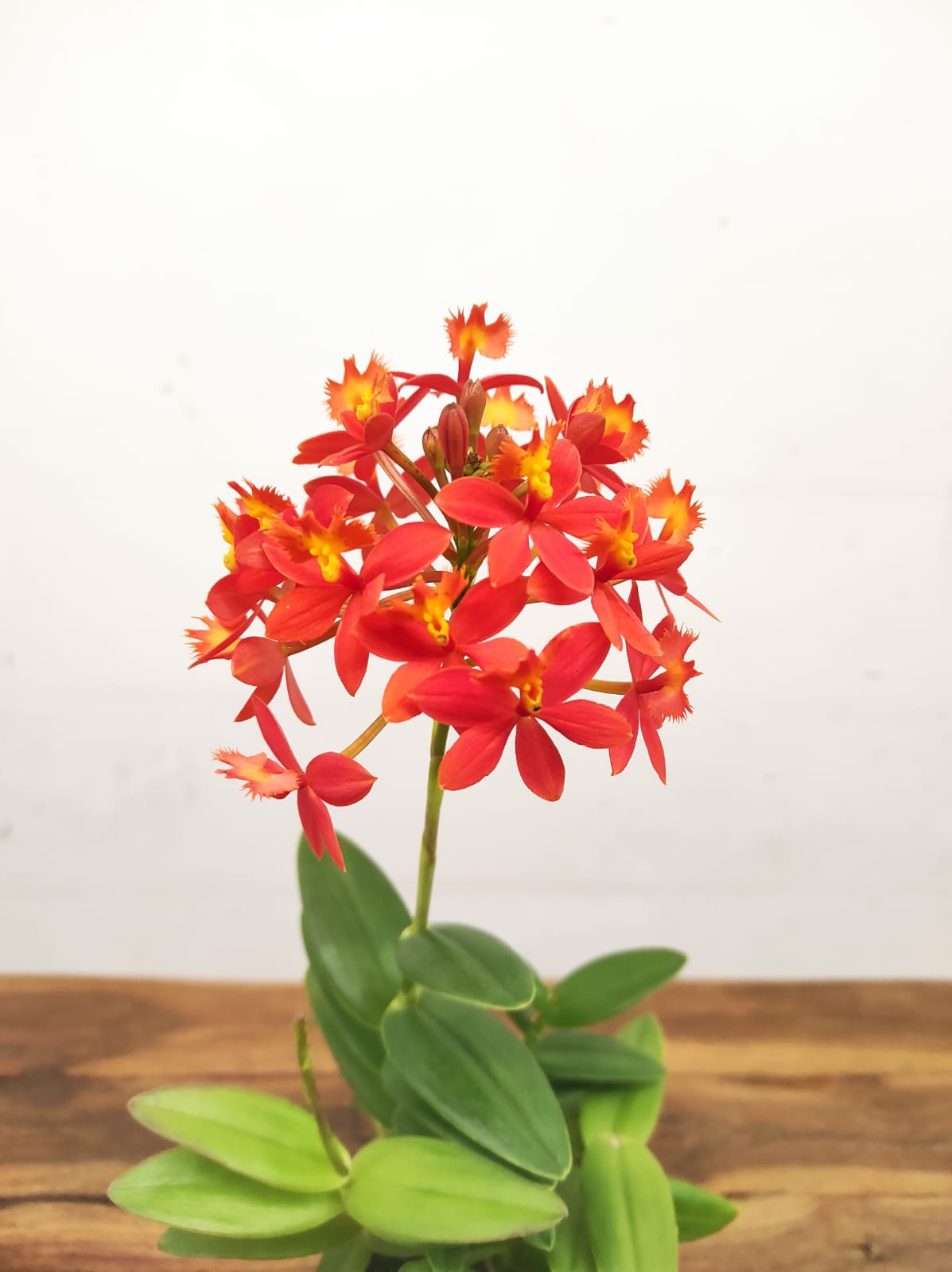 Epidendrum Radicans