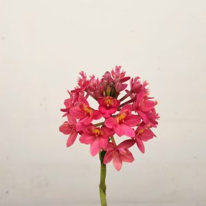 Epidendrum Radicans