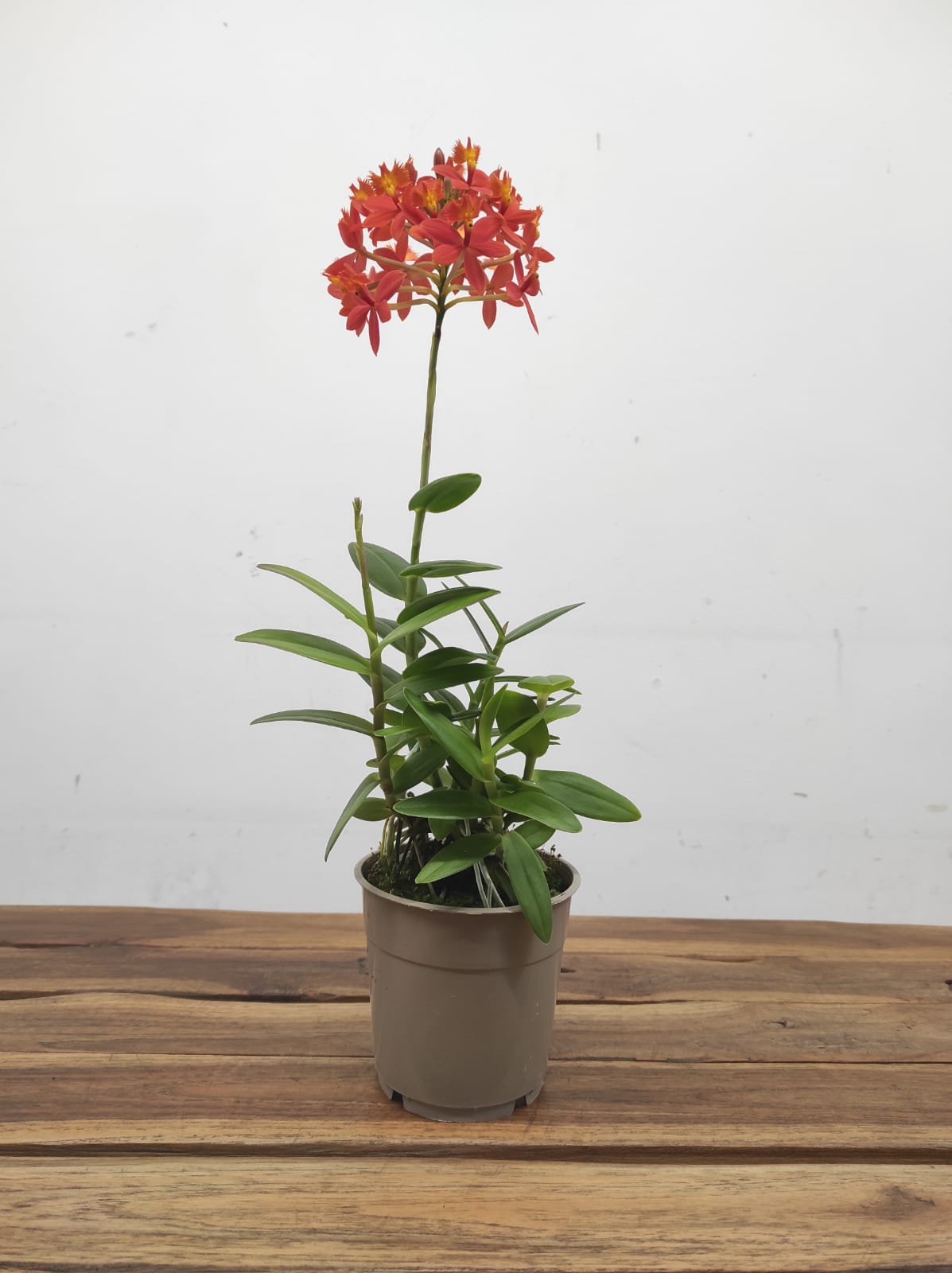 Epidendrum Radicans - Image 2