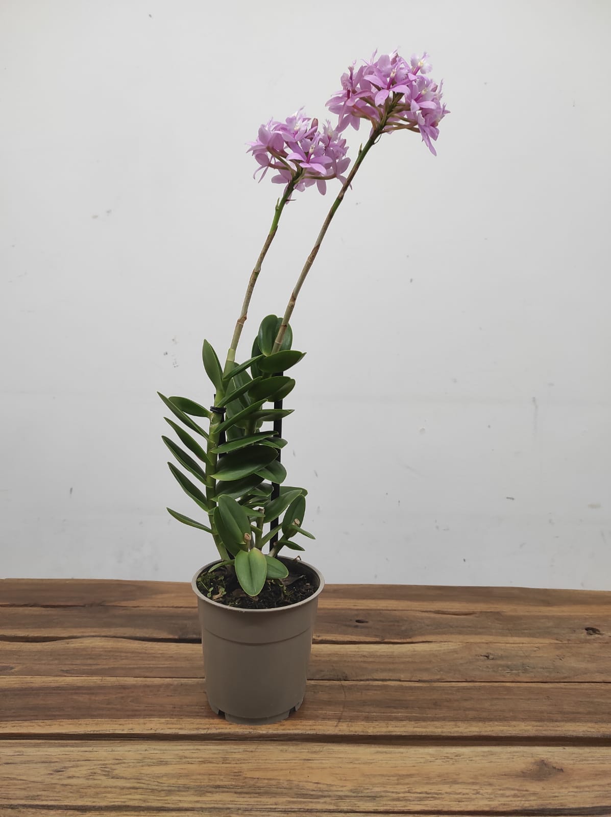 Epidendrum Radicans - Image 2