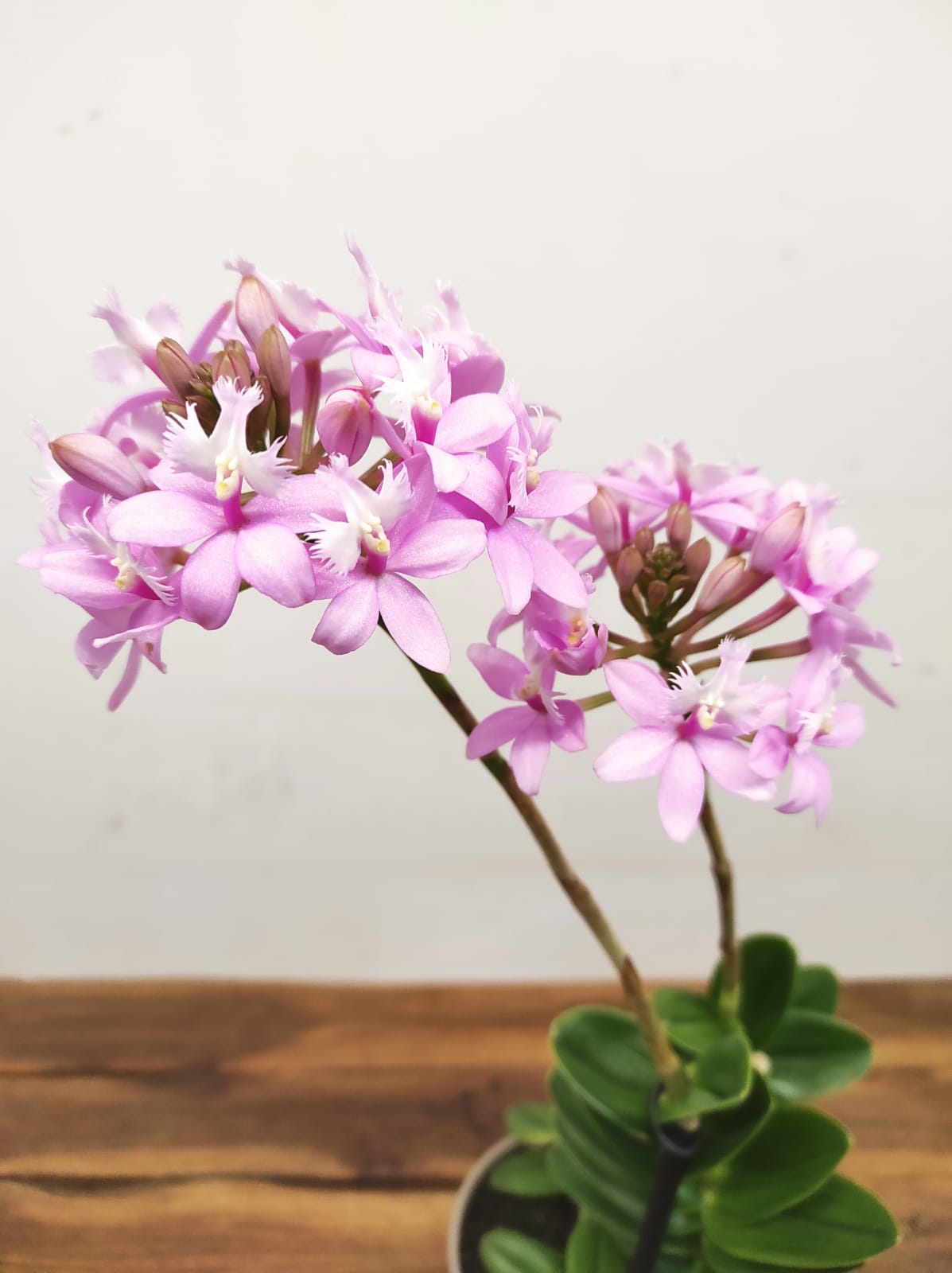 Epidendrum Radicans