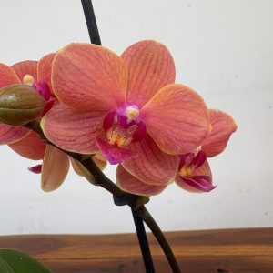 Phalaenopsis V.9