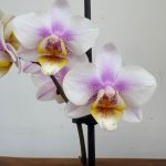 Phalaenopsis V.9