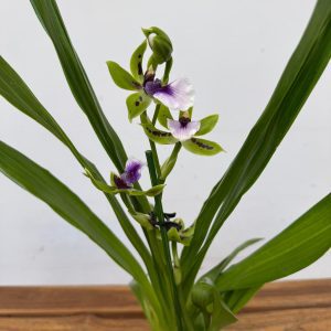 Zygopetalum 'Louisendorf'
