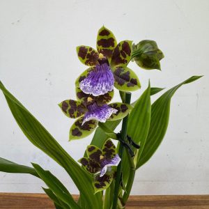 Zygopetalum 'Louisendorf'