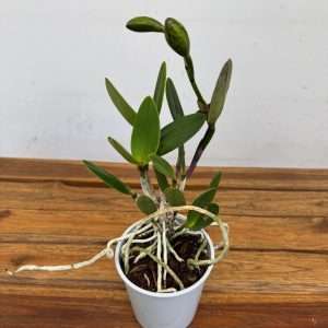 Cattleya C/ Botão Floral V.12
