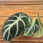 Alocasia Ninja V.6