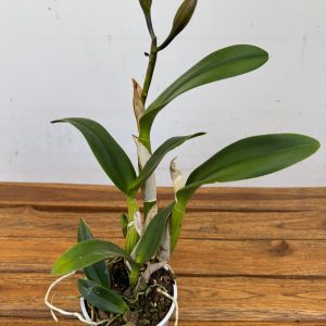 Cattleya C/ Botão Floral V.12