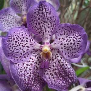 Vanda
