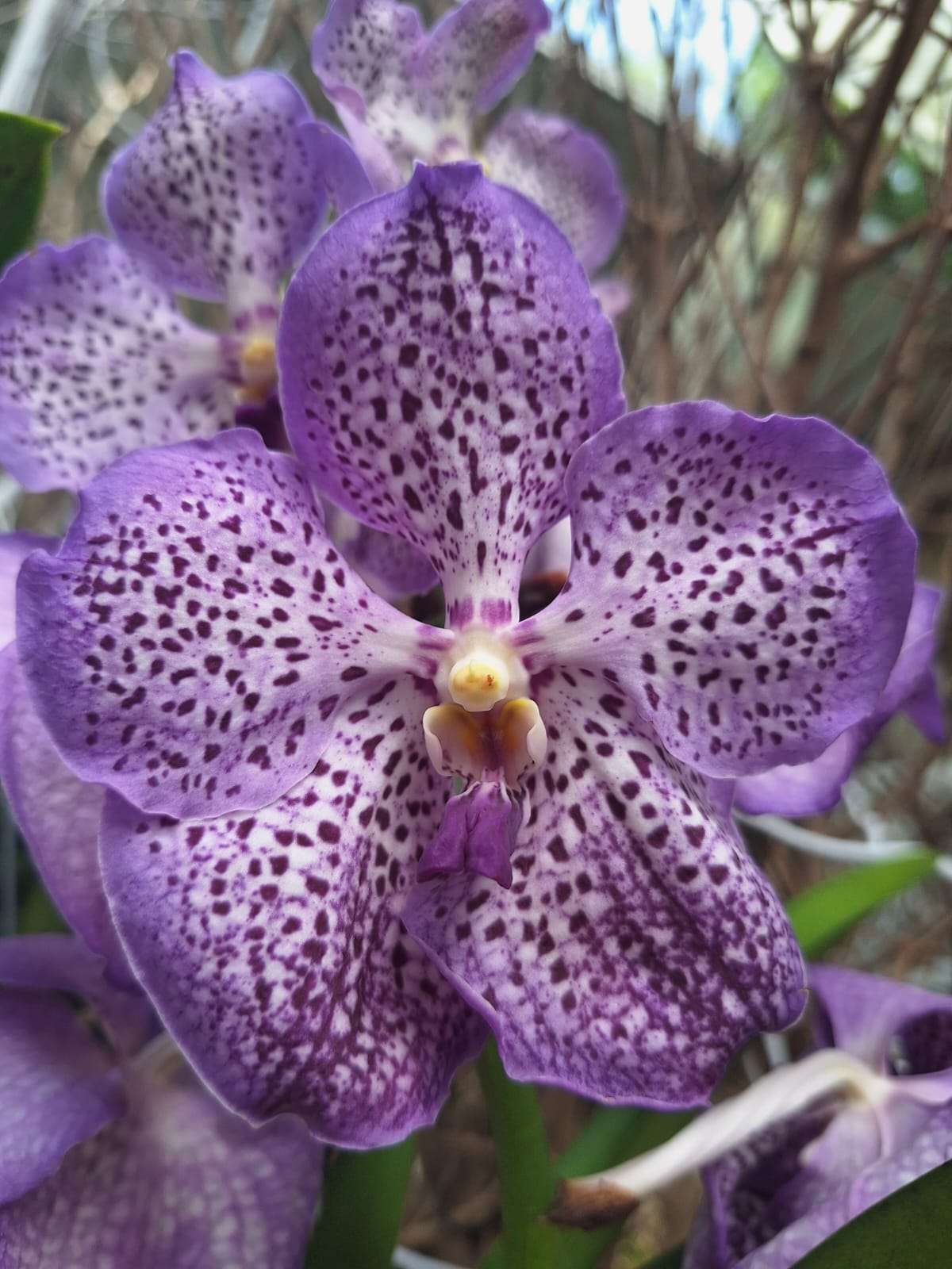 Vanda
