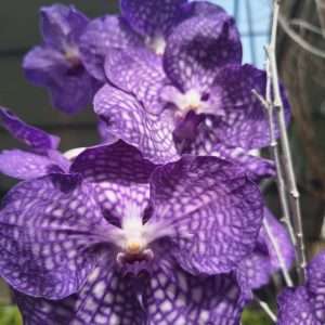 Vanda - Sem Flor