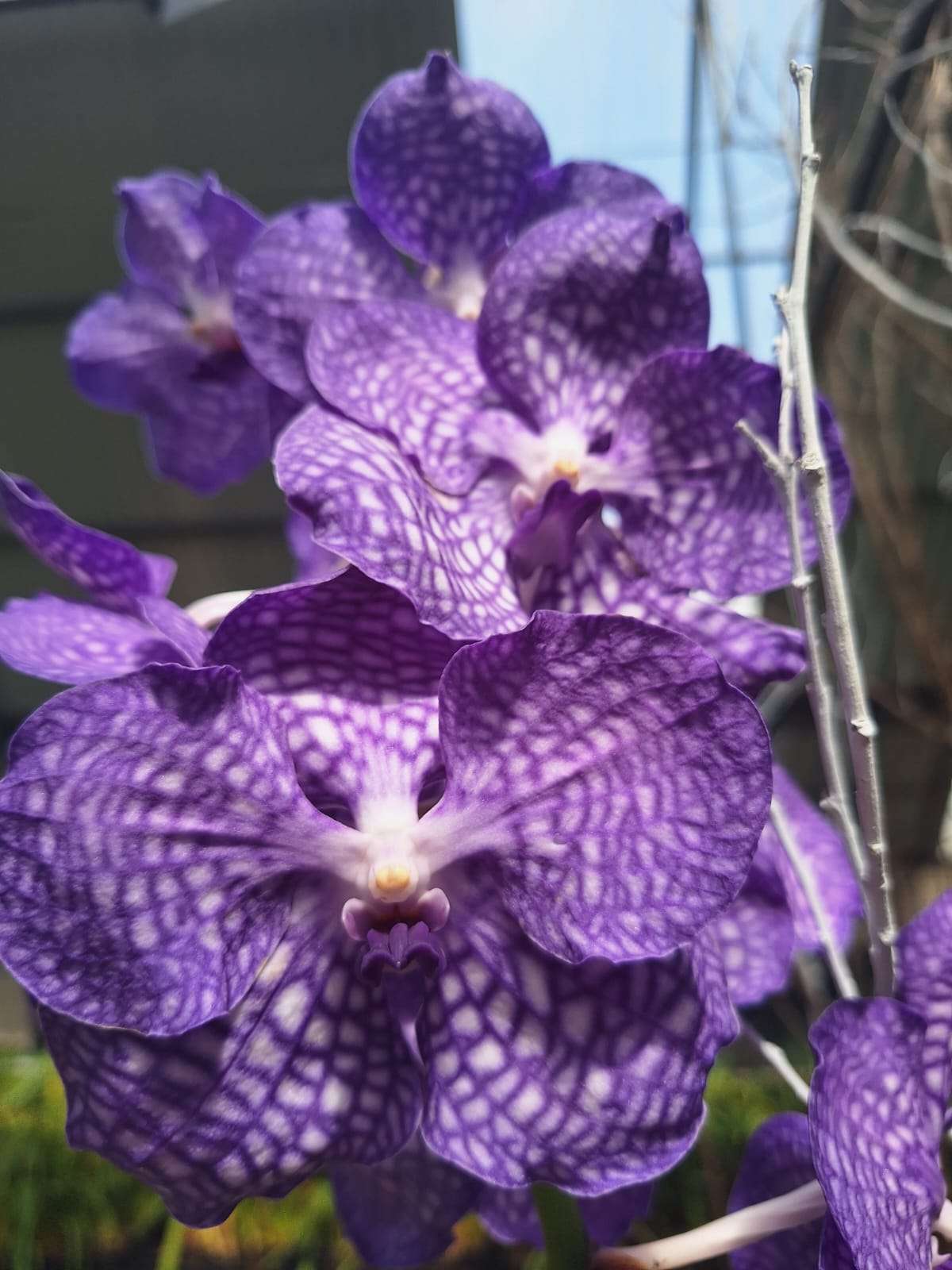 Vanda - Sem Flor