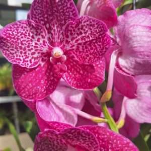 Vanda
