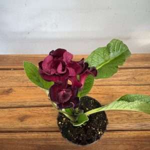 Streptocarpus 'The Ultimate Beauty' - V.12