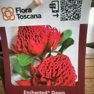 Telopea Enchanted Dawn - V.17