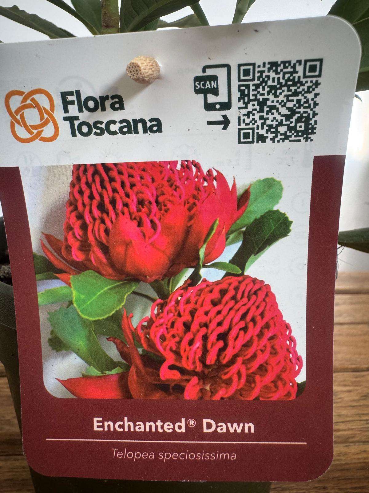 Telopea Enchanted Dawn - V.17