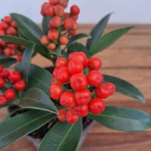 Skimmia Japonica 'Red' - V.10
