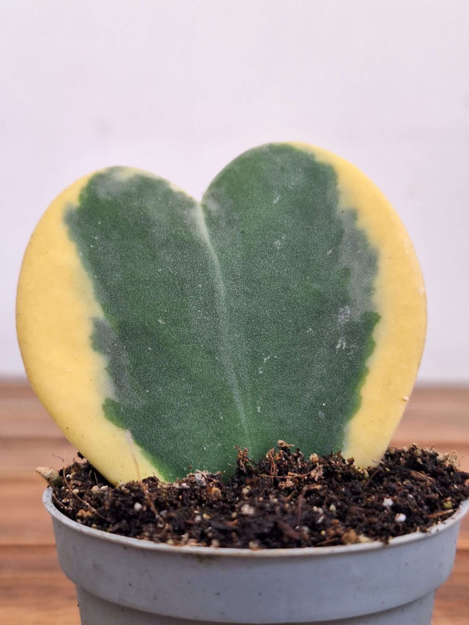 Hoya Kerri Variegata - V.6
