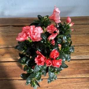 Rhododendron - V.12