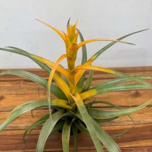 Tillandsia 'Hermosa' - V.12