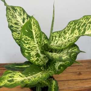 Dieffenbachia 'Mars' - V.17
