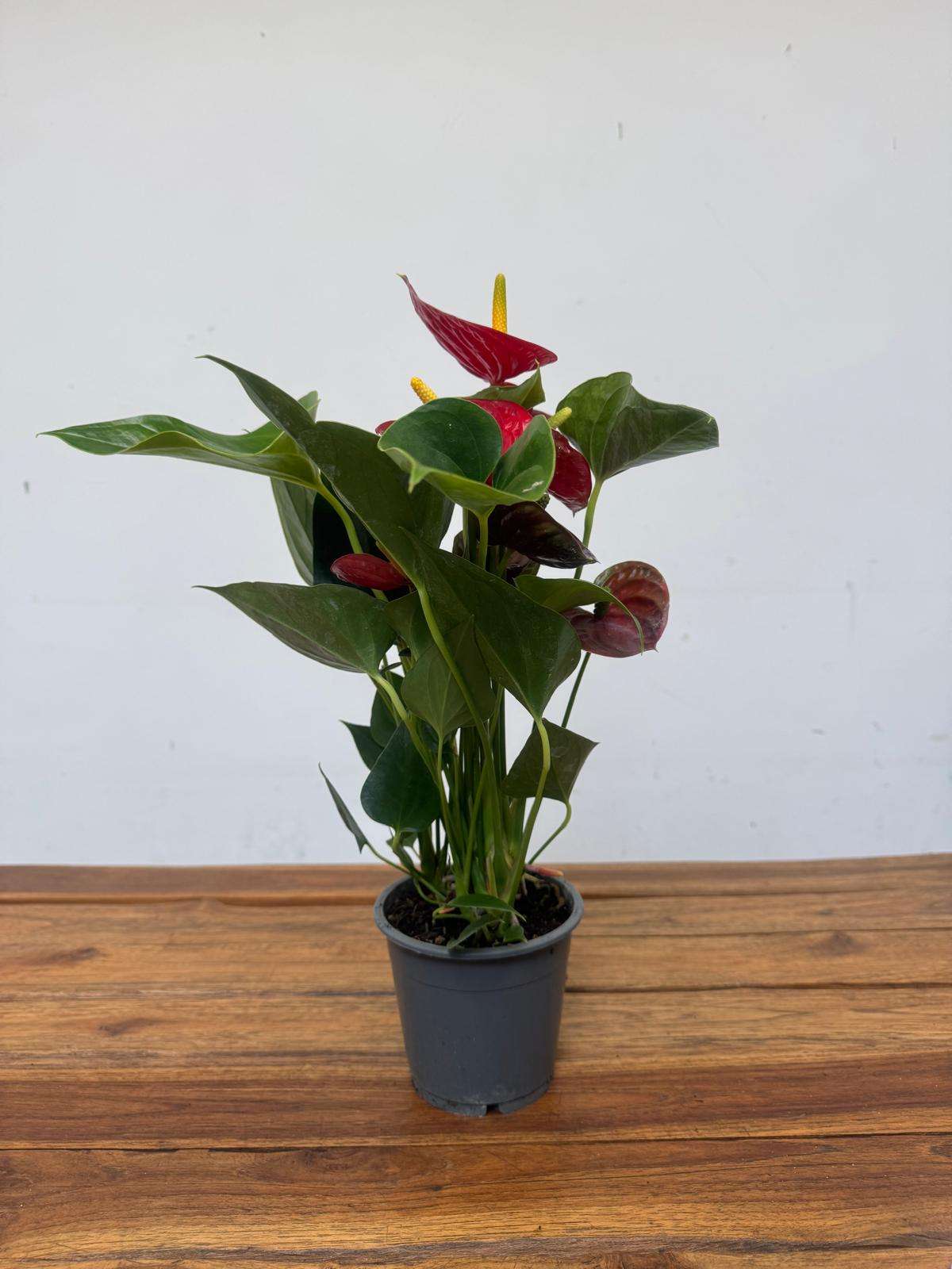 Anthurium 'Success Red' - V.12 - Image 2