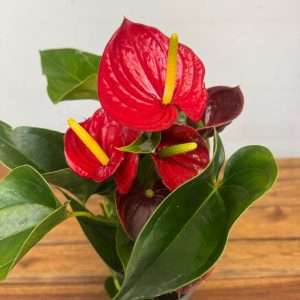Anthurium 'Success Red' - V.12