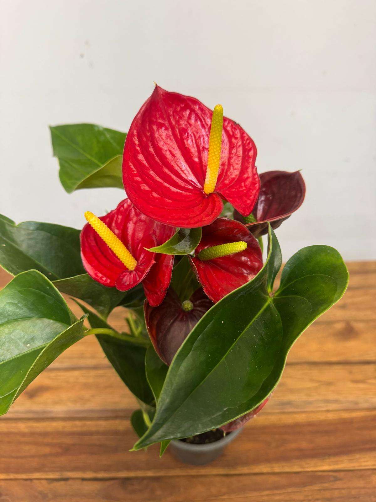 Anthurium 'Success Red' - V.12