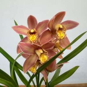 Cymbidium Orange 1 Haste - V.12