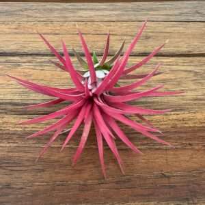 Tillandsia 'Ionantha'
