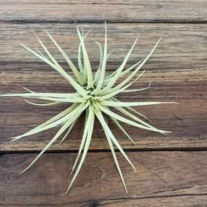 Tillandsia 'Ionantha'