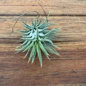 Tillandsia 'Ionantha'