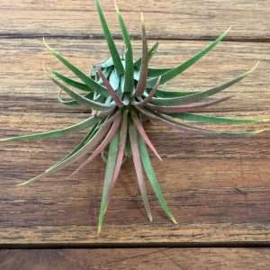 Tillandsia 'Ionantha'