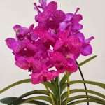 Vanda Híbrida