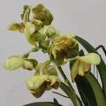 Vanda Híbrida