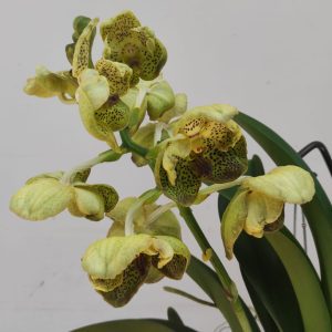 Vanda Híbrida