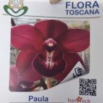 Cymbidium Flor Grande Toscana Sem Flor - Paula