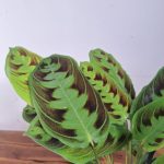 Maranta Leuconeura 'Noid'