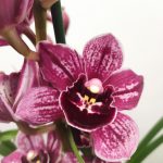 Cymbidium 'Special Purple' - 2 Hastes