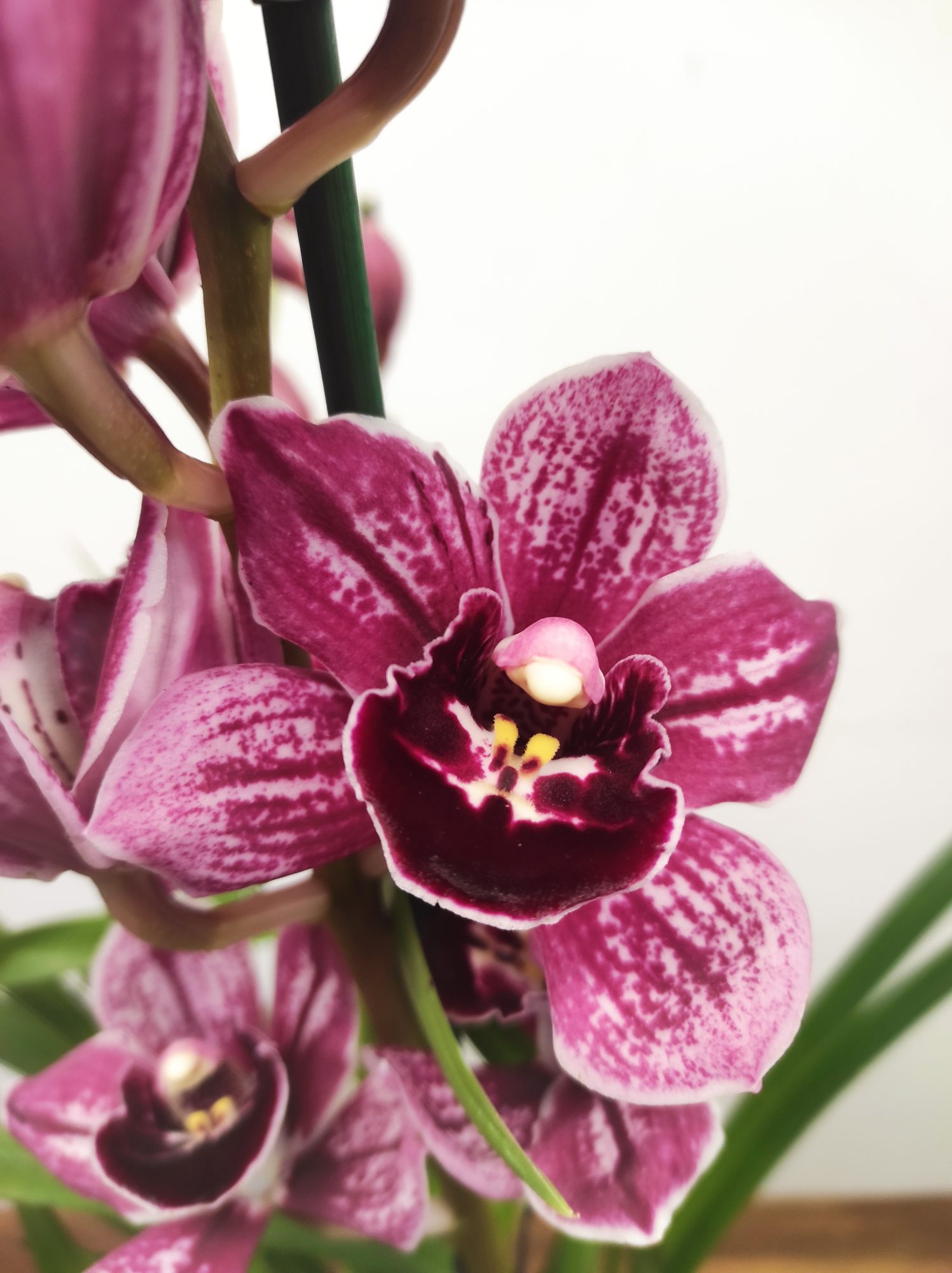 Cymbidium 'Special Purple' - 2 Hastes