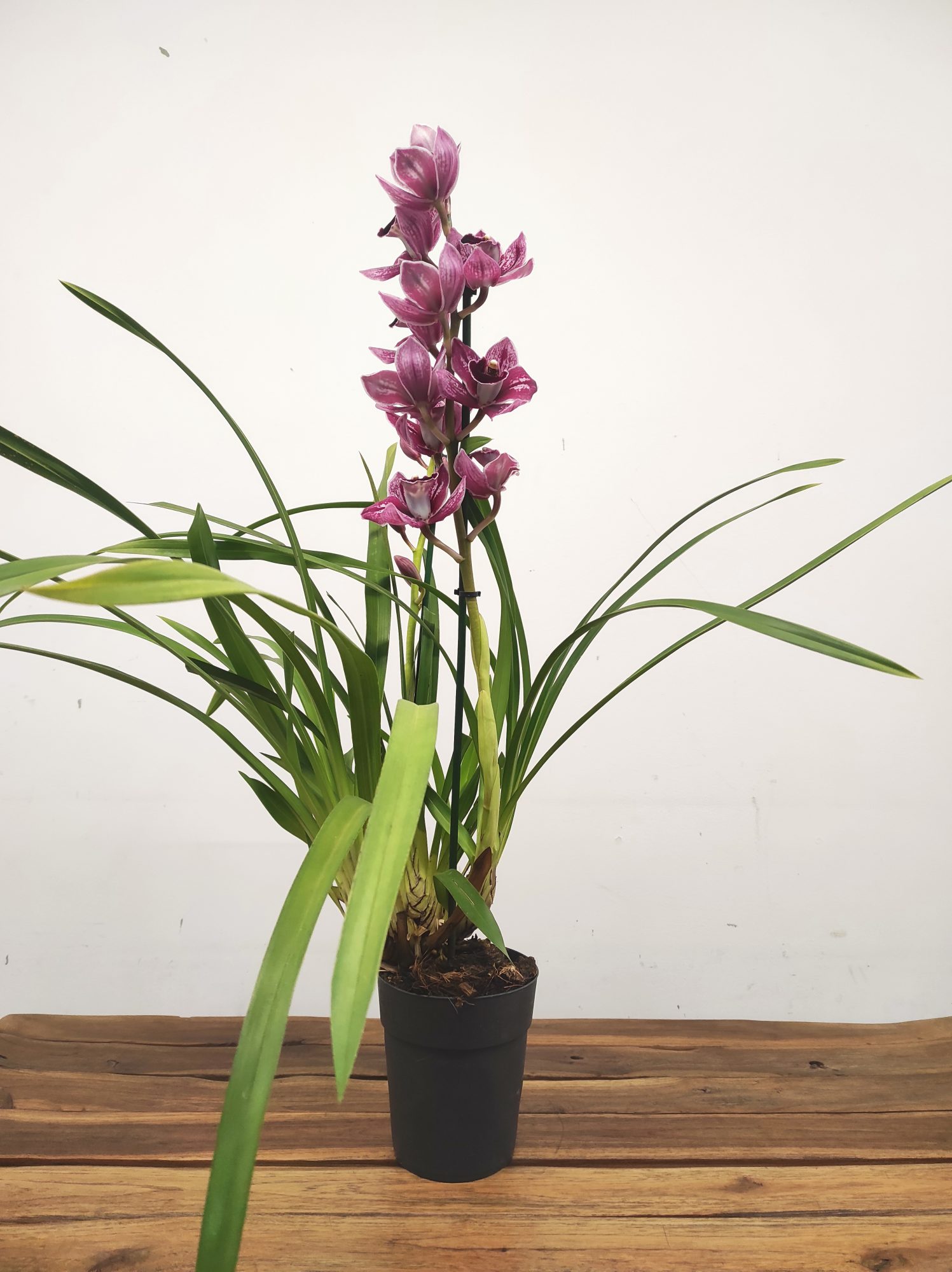 Cymbidium 'Special Purple' - 2 Hastes - Image 2