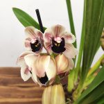 Cymbidium Semi-Pendula 2 Hastes