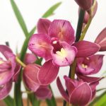 Cymbidium Sweet Wine Rika 2-3 Hastes V.14