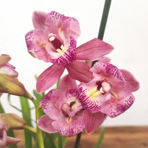 Cymbidium Sweet Wine Rika 2-3 Hastes V.14