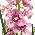Cymbidium Formby - 2 Hastes