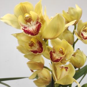 Cymbidium - 2 Hastes