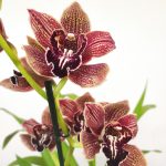 Cymbidium Vienna - 1 haste