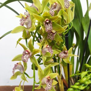 Cymbidium Semi-Pendula 2 Hastes