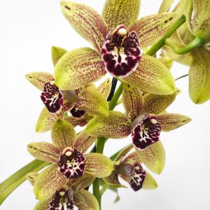 Cymbidium Semi-Pendula 2 Hastes